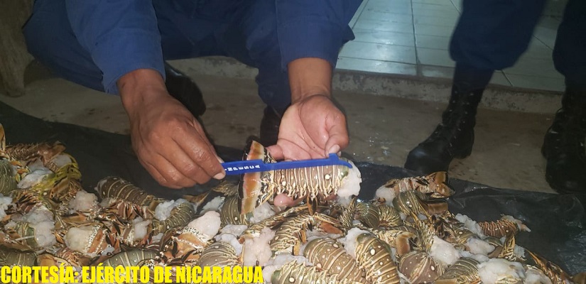 LANGOSTA1